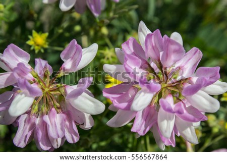 Pink vicia on a meadow