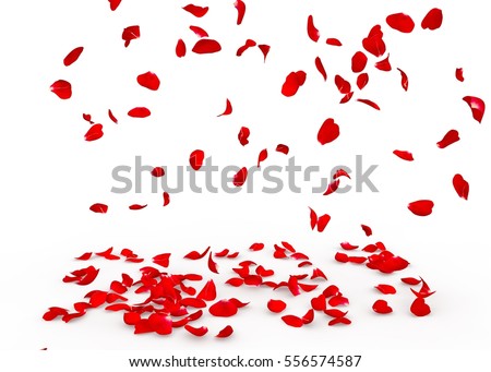 Rose petals fall to the floor. Isolated background Royalty-Free Stock Photo #556574587