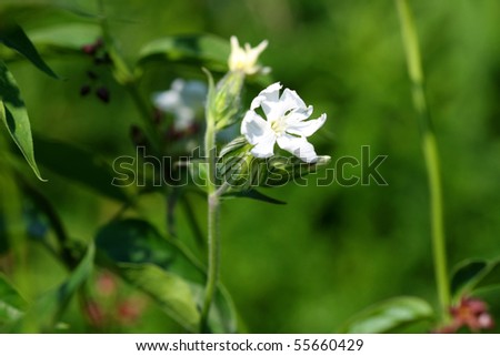 Evening Lychnis Flower