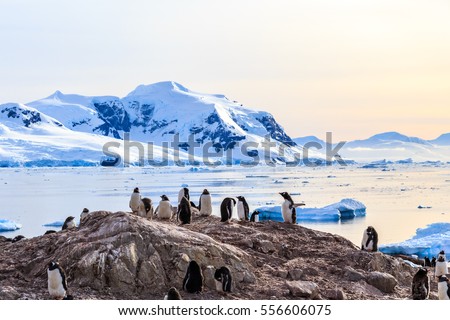 Rocky coastline overcrowded by gentoo pengins and glacier with icebergs in the background at Neco bay, Antarctic
