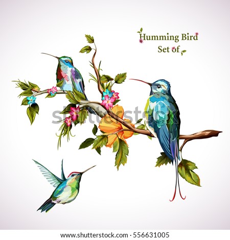Humming birds. Set of three humming bird. Hand drawn, watercolor. All objects are separated and easy to move. Vector - stock.
