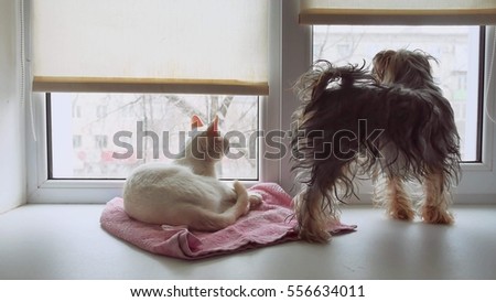 cat and a funny dog Yorkshire Terrier sitting on the sill of a window pet
