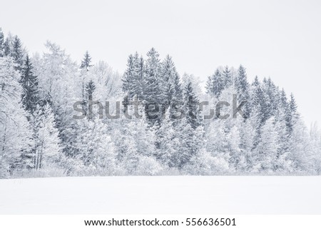 White snowy countryside forest. Tree branches and spruces are snow covered and look very beautiful. 