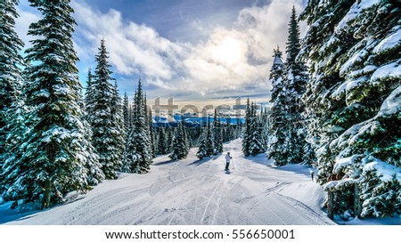 Skiing under Sunset in a Winter Landscape in the High Alpine on the Ski Hills of Sun Peaks in the Shuswap Highlands of central British Columbia, Canada Royalty-Free Stock Photo #556650001