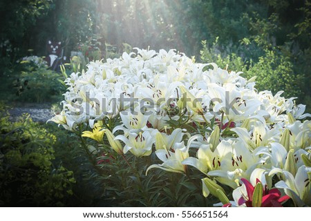 White lily flowers in the garden in summer