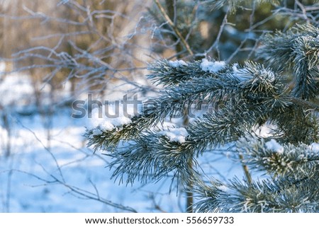 Pine tree branches in winter. Fir with hoarfrost, natural tree.
