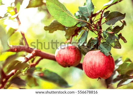 Apple. Red fruit on the branch of tree in the garden. Healthy, fresh organic natural food. Sweet, delicious, ripe vegetarian diet. Green freshness. Bright agriculture background.