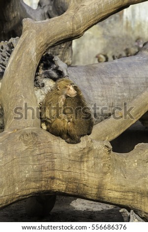 Couple of monkeys hugged on top of a tree trunk