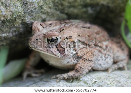Closeup of a toad on a rock