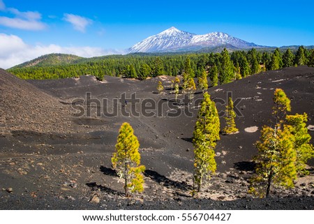 View of the volcano Teide near Arenas Negras. Grandeur nature and small man. Teide National Park, Tenerife, Canary Islands, Spain. Artistic picture. Beauty world.