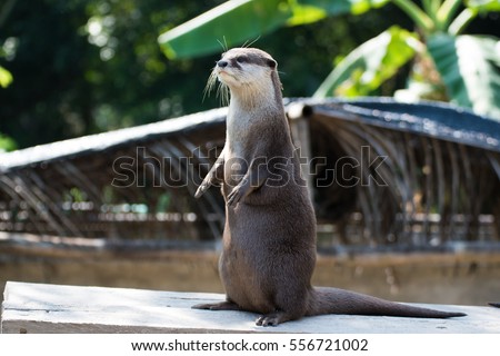 A Cute Small Clawed Otter