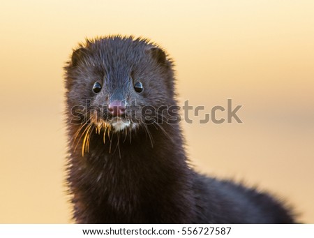 Close up portrait of the adult Mink in the sunrise light. Royalty-Free Stock Photo #556727587