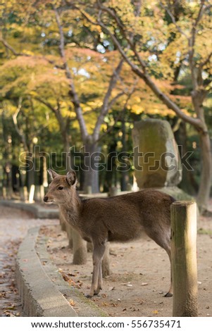 A deer in the Nara park,Japan