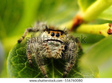 Close up of a furry spider 