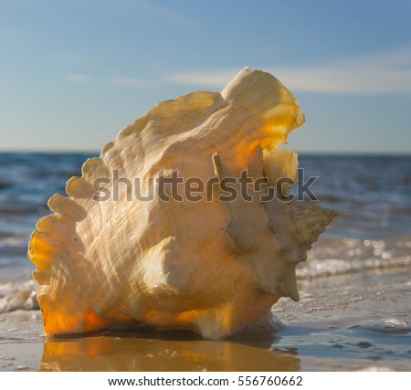 Beautiful Shell Tropical Symbol 