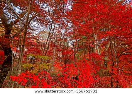Autumn leaf in Japan