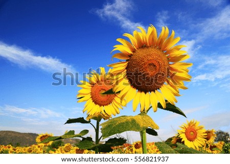  A Picture Of Sunflowers.