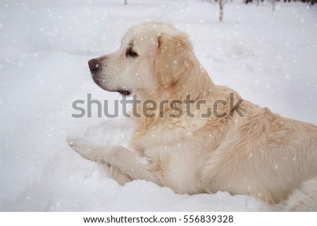 Cute brown dog lying in the snow and looking away 