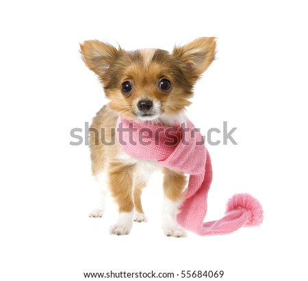 Winter chihuahua puppy wearing a pink scarf with a large pom pom on the end of it, isolated on white.