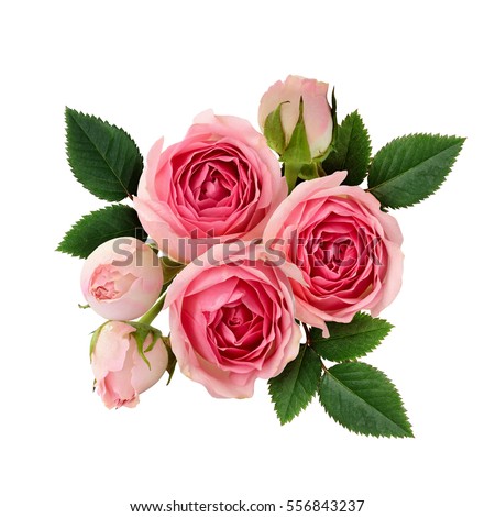 Pink rose flowers arrangement isolated on white Royalty-Free Stock Photo #556843237