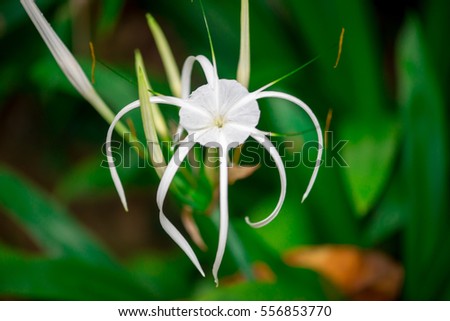 single White spider lily flower (Hymenocallis) isolated with green and black soft background