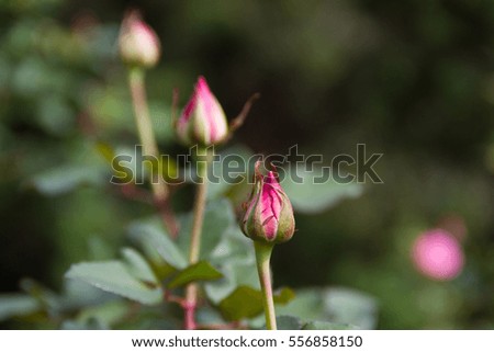 Rose bud in the garden