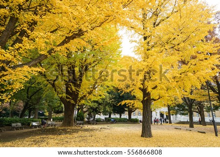 golden ginkgo trees in park in autumn