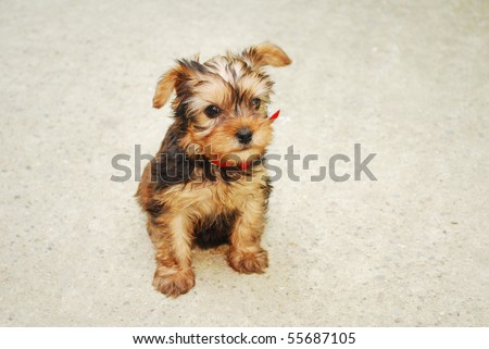 Picture of a littleYorkshire Terrier looking very sweet