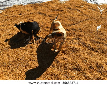 The two dogs are playing on paddy dried in the sun.