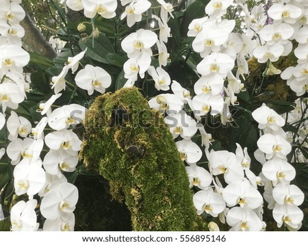 White orchid in the garden
