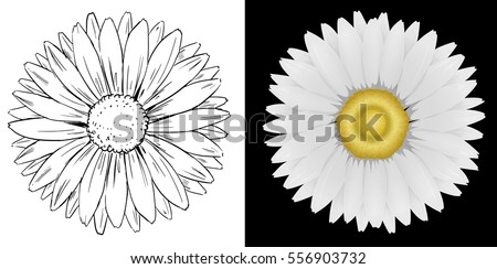 Daisy flower on white and black background illustration