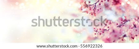 Spring border or background art with pink blossom. Beautiful nature scene with blooming tree and sun flare. Easter Sunny day. Spring flowers. Beautiful Orchard Abstract blurred background. Springtime Royalty-Free Stock Photo #556922326