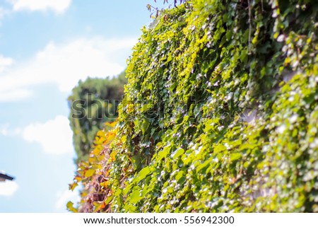 Green ivy covered wall as background