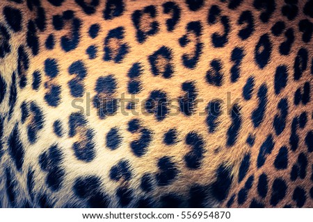 Real jaguar skin - retro vintage filter effect