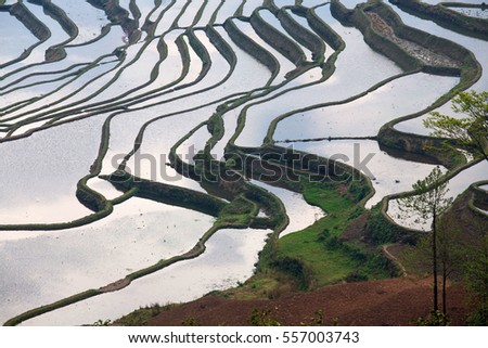 Pattern of Rice Terraced field in water season in YuanYang, China,Asia.