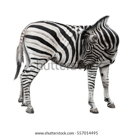 Zebra scratching belly with stick isolated on white background