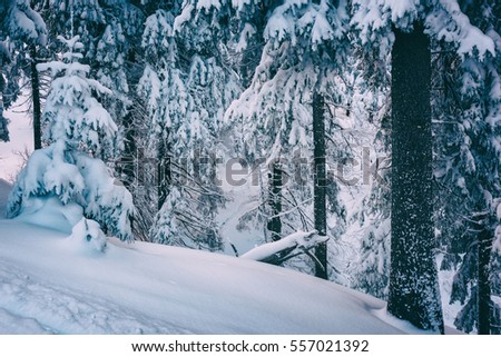 Snowy winter forest, picturesque alpine landscape, vintage style image