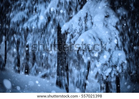 Winter fairy tale background, snowfall in the mystical christmas trees forest