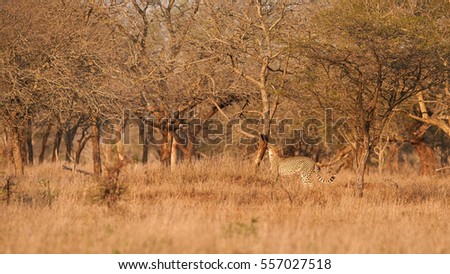 Wild Cheetah, Acinonyx jubatus, in the front of old trees, monitors territory in the colorful evening light against blurred reddish background. Typical KwaZulu Natal's environment. South Africa.