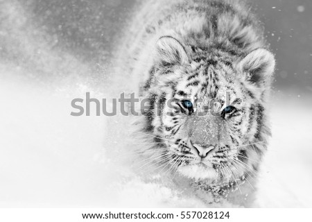 Artistic, black and white photo of  Siberian tiger, Panthera tigris altaica, male in winter landscape, walking directly at camera in deep snow. Taiga environment, freezing cold, winter.