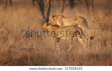 Two brothers, Cheetah, Acinonyx jubatus, walking  in high grass of savanna, lit by  colorful evening sun. Wildlife scene. Typical KwaZulu Natal's savanna environment. KwaZulu natal, South Africa. 