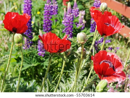  giant red poppies growing in a garden alongside lupins