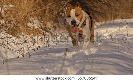 winter picture of stafford terrier walking in snow