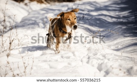 winter picture of smooth terrier walking in snow