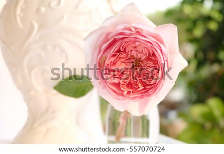 English roses isolated sweet For Valentine's Day,  on vintage white background