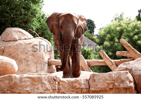 Wildlife Photography Large African Elephant. Big African Elephant at the zoo are place huge rocks.