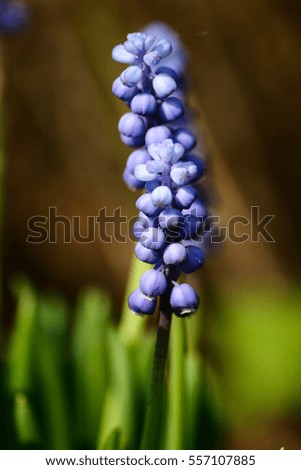 Beautiful muscari on a natural background in spring