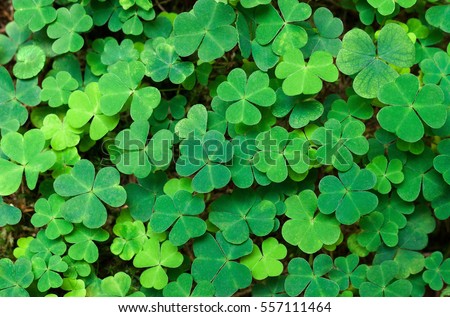 Green background with three-leaved shamrocks. St. Patrick's day holiday symbol. Royalty-Free Stock Photo #557111464