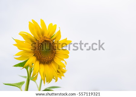 Yellow sunflower fully blooming, rising like the sun with the sky.