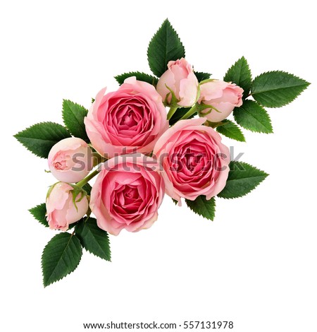 Pink rose flowers arrangement isolated on white Royalty-Free Stock Photo #557131978